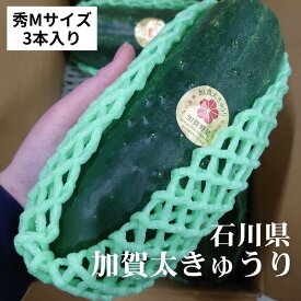 【石川県産 ビッグサイズ！加賀太きゅうり】秀Mサイズ 3本 送料無料 加賀野菜 金沢 野菜 国産 胡瓜