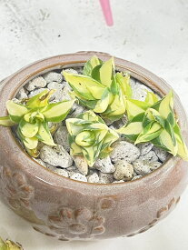 アガベ グリーン プラント 多肉植物 (王妃雷神 黄中斑锦）1株入り 2-4cm