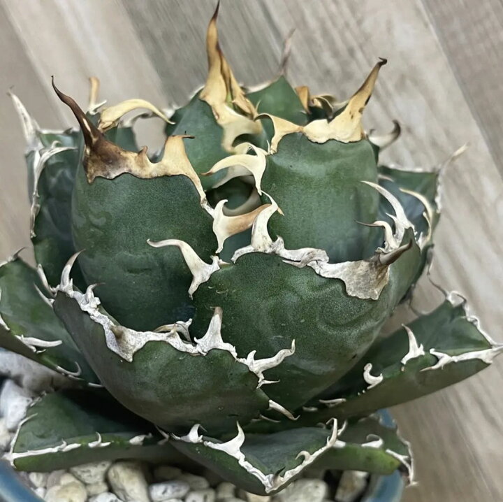 楽天市場】特選子株 強刺 アガベ チタノタ 白鯨子株 1株入り : Easy  