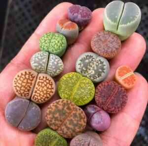 A F̑gݍ킹 g[vX c 4  ݌Ɍi