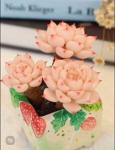 A V~[V ̍H|iA sÑGbW 1  50mm