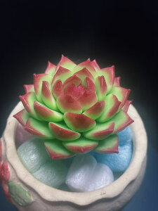 A V~[V ̍H|iA [Xg[ 1 TCY 70mm