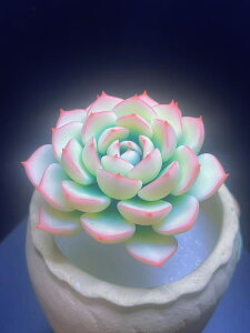 A V~[V ̍H|iA lv`[ 1 TCY 75mm