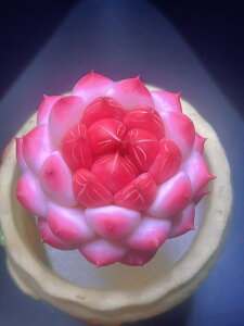 A V~[V ̍H|iA @ׂȏ̎q 1 TCY 60mm