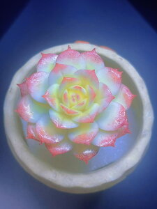 A V~[V ̍H|iA  1 TCY55mm