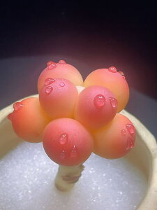 A V~[V ̍H|iA LfBs[`GbO 1 TCY55mm