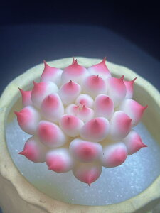 A V~[V ̍H|iA ̉ 1 TCY55mm