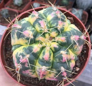 T{e MmJLE@@  ς c2cm~4cm