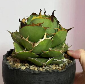 AKx@`^m^@@tdq h @@Jbgc 2cm-3cm