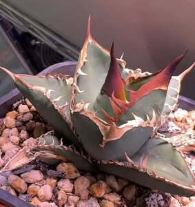 AKx@`^m^@@o[T[J[ Jbgc@3cm-4cm