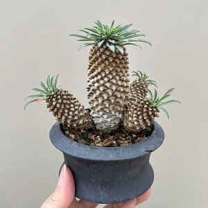 T{e@Sbiف@@tȂ@TCY4cm-5cm