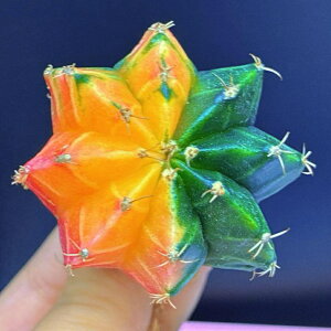 T{e O FN₩ȉO 1 TCY4cm-5cm