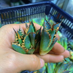 AKx `^m^ V[U[ MT Dǌɏ㞙  1