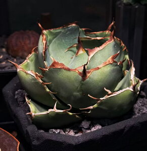 AKx@`^m^@@tdq h @@Jbgc 4cm-6cm