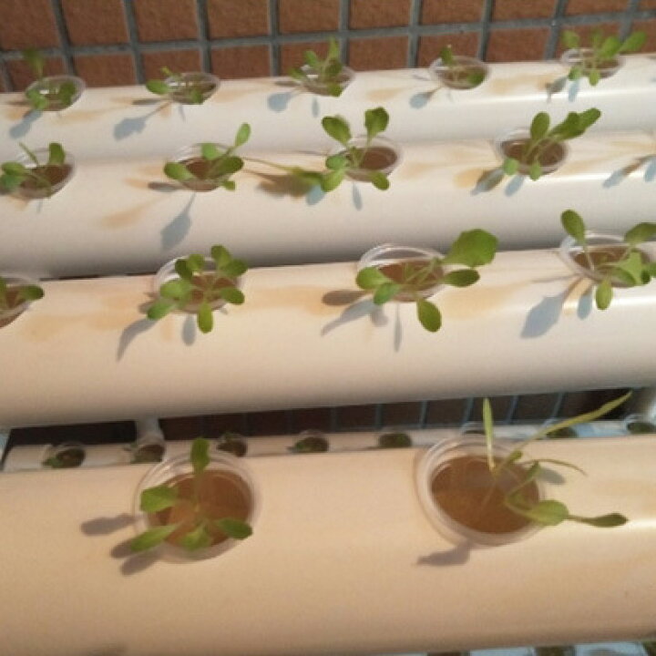市場 NITRIP ガーデンニング 定植かご 50個セット 水耕栽培鉢 給水栽培用