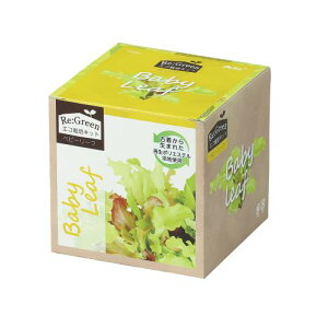 A[ebN GR͔|Lbg Re:Green xr[[t 102976 ͔|Lbg@Hו@|@͔|@R@ċx݁@؁@v[g@ii@xr[[t