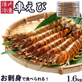車海老 秋穂 【活き〆超急速冷凍】【1k600g 48-60尾入】刺身 送料無料 敬老の日 車エビ 車えび BBQ 自宅 自分 活き〆超急速冷凍車えび 車エビ 焼き フライ 塩焼き 山口県 山口市 秋穂 養殖 クルマエビ 渡辺水産 直売所 旬 食べ方 ギフト 産地直送 400g×4