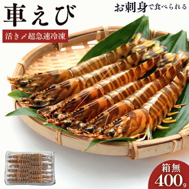 車海老 秋穂 【活き〆超急速冷凍】 【400g 12-15尾入】 刺身 送料無料 敬老の日 BBQ 車エビ 車えび 自宅 自分 活き〆超急速冷凍車えび 車エビ 焼き フライ 塩焼き 山口県 山口市 秋穂 養殖 クルマエビ 渡辺水産 直売所 旬 食べ方 ギフト 産地直送 400g