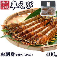 10%OFF! 車海老 秋穂 【活き〆超急速冷凍】【400g 12-15尾入】 敬老の日 お刺身 送料無料 贈答 活き〆超…