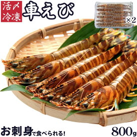車海老 秋穂 【活き〆超急速冷凍】 【800g 24-30尾入】 刺身 送料無料 敬老の日 車エビ 車えび 産直 BBQ お得 自宅 自分 活き〆超急速冷凍車えび 焼き フライ 塩焼き 山口県 山口市 秋穂 養殖 クルマエビ 渡辺水産 直売所 旬 食べ方 ギフト 産地直送 400g 2個
