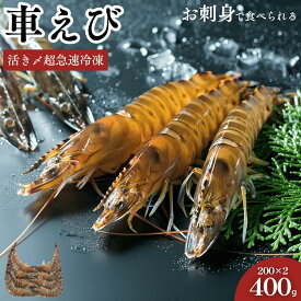 車海老 秋穂 【活き〆超急速冷凍】【400g 16尾前後入】 刺身 送料無料 敬老の日 車えび 車エビ BBQ 自宅 自分 活き〆超急速冷凍車えび 車エビ 焼き エビフライ 塩焼き 山口県 山口市 秋穂 養殖 クルマエビ 渡辺水産 直売所 旬 ギフト 産地直送 400g お試し お取り寄せ