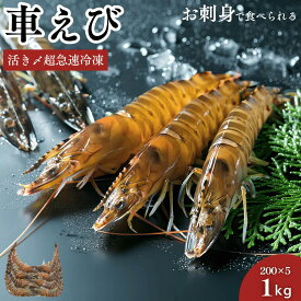 車海老 秋穂 【活き〆超急速冷凍】【1kg 40尾前後入】 刺身 送料無料 車エビ 車えび 敬老の日 BBQ 自宅 自分 活き〆超急速冷凍車えび 車エビ 焼き フライ 塩焼き 山口県 山口市 秋穂 養殖 クルマエビ 渡辺水産 直売所 旬 食べ方 ギフト 産地直送 1kg お試し