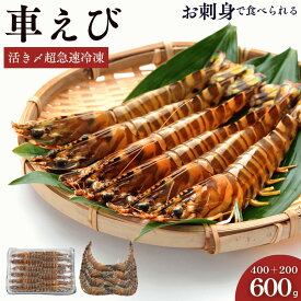 車海老 秋穂 【活き〆超急速冷凍】【600g 12-15尾+8尾前後入】刺身 送料無料 敬老の日 贈答 車エビ 車えび 活き〆超急速冷凍車えび 焼き フライ 塩焼き 山口県 山口市 養殖 クルマエビ 渡辺水産 直売所 旬 食べ方 ギフト 産地直送 お取り寄せ プレゼント