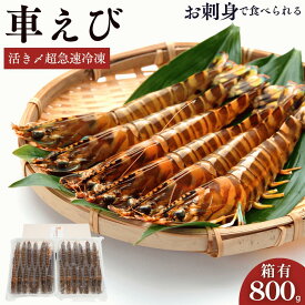 車海老 秋穂 【活き〆超急速冷凍】【800g 24-30尾入】 刺身 送料無料 敬老の日 贈答 車エビ 車えび 箱 活き〆超急速冷凍 焼き フライ 塩焼き 山口県 山口市 秋穂 養殖 クルマエビ 渡辺水産 直売所 旬 食べ方 ギフト 産地直送 400g 2個 プレゼント エビフライ お取り寄せ