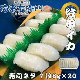 楽天市場 紋甲いか 刺身の通販