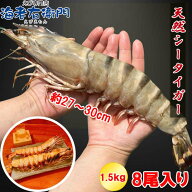 【当店直輸入！】超超特大！天然有頭シータイガー えび 1.5kg 8尾サイズ 約187g/尾 エビ 特大 シータイガ…