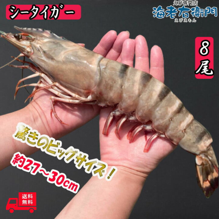 楽天市場 超超特大 船内凍結の高い鮮度 天然有頭シータイガーえび 1 5kg 8尾サイズ バングラデッシュ 特大 ゆうとう 海老 エビ 大きい 冷凍えび スリランカ バーベキュー 有頭エビ 美味しい海老 船凍品 冷凍エビ 巨大 シータイガー特大エビ えび専門店 海老右衛門