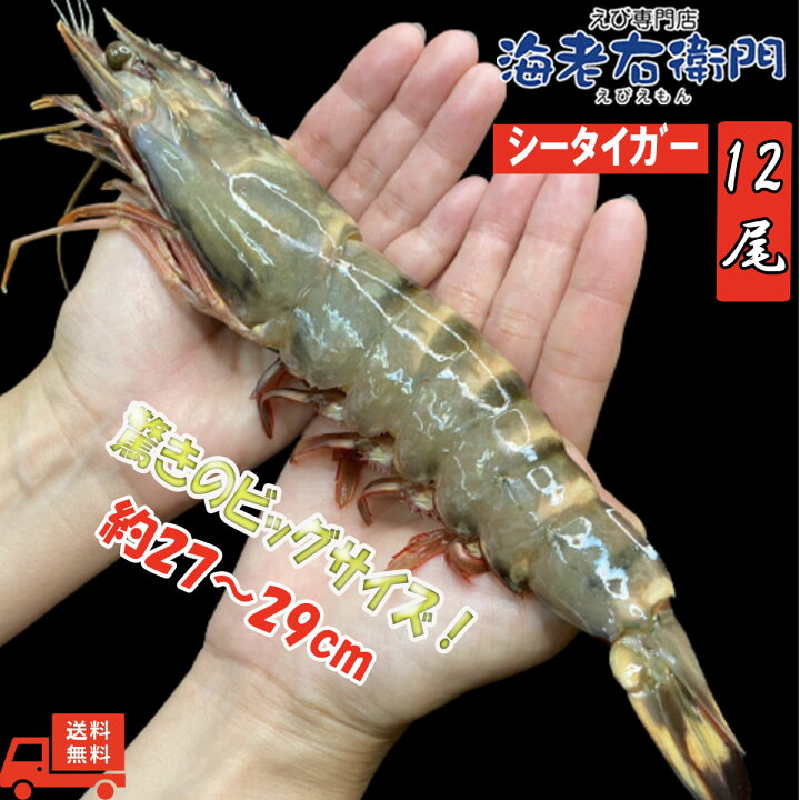 楽天市場 超超特大 天然有頭シータイガーえび 1 5kg 12尾サイズ 船凍品特大 ゆうとう 海老 エビ 大きい 冷凍えび バングラデシュ バーベキュー エビフライ 有頭エビ 美味しい海老 冷凍エビ エビ 冷凍 巨大 超特大 シータイガー特大エビ えび専門店 海老右衛門