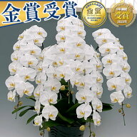 【ポイント10倍】胡蝶蘭 5本立 7本立 大輪 50,000円(税別)(60～70輪) 写真送信&立札＆ラッピング無料【胡…