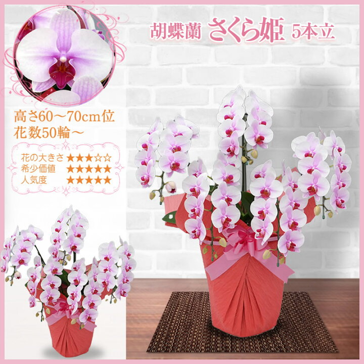 オンライン限定商品 花とギフトのセット 胡蝶蘭 大輪3本立と商品券 Amazonギフト券5000円 送料 カード ラッピング無料