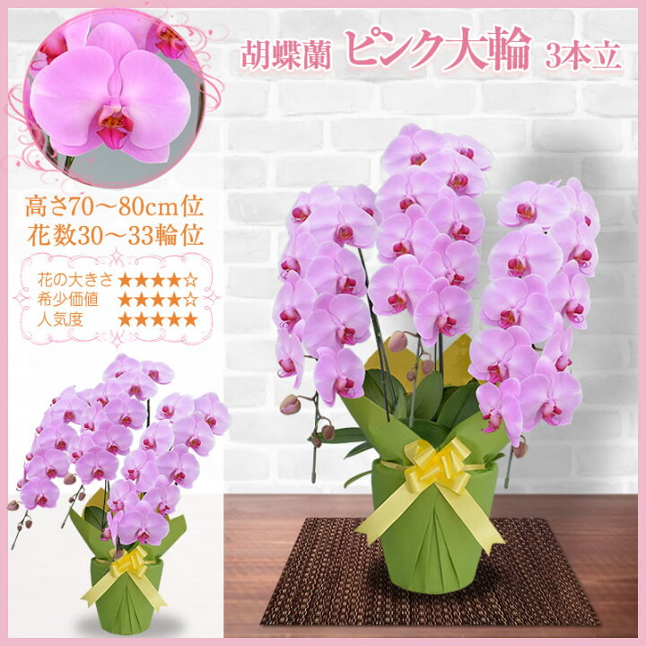 お手軽価格で贈りやすい 胡蝶蘭 開店祝い 大輪 白 3本立ち 30 32輪 お祝い ギフト 移転祝い 開業祝い 誕生日祝い 就任祝い 退職祝 還暦祝 お供え 命日