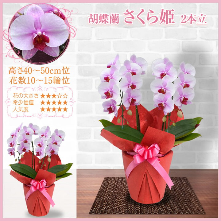 楽天市場 300円offクーポン発行中 9 9まで 胡蝶蘭 2本立 5 400円 税別 10 15輪 あす楽 海老名洋蘭園 お祝い 花 胡蝶蘭 ギフト 開店 開院 開業 移転 お供え 贈り物 還暦 喜寿 傘寿 卒寿 百寿 受賞 御供 お彼岸 敬老の日 Ko Ya 胡蝶蘭の生産販売