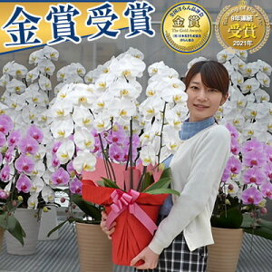30輪〜【さくら姫ボリュームアップ】4月20日お届けまで!胡蝶蘭 3本立 10,000円 24〜30輪 あす楽【海老名洋蘭園 お祝い 花 ギフト 開店祝い 還暦 開院 開業 移転 就任 栄転 昇進 退職 お供え 鉢花 母の日 花 ギフト】【ko】【ya】