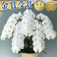 【ポイント10倍】胡蝶蘭 3本立 5本立 7本立 大輪 30,000円(税別)(40～45輪) 写真送信&立札＆ラッピング無…
