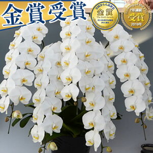 【ポイント10倍】胡蝶蘭 5本立 大輪 40,000円(税別)(50〜60輪) あす楽【海老名洋蘭園 お祝い 花 胡蝶蘭 ギフト 開店祝い 還暦 開院 開業 移転 就任 栄転 昇進 退職 お供え 贈り物 フラワーギフト 鉢花 母の日 プレゼント 花 ギフト】【ko】【ya】【3up】