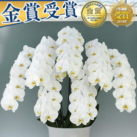 胡蝶蘭 5本立 7本立 大輪 50,000円(税別)(60〜70輪)【海老名洋蘭園 お祝い 花 胡蝶蘭 ギフト 開店祝い 還暦 開院 開業 移転 就任 栄転 昇進 退職 お供え 贈り物 フラワーギフト お中元 直木賞 受賞祝い 株主総会】【ko】【ya】【3up】