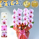 【500円OFFクーポン発行中】7/15まで 選べる7色 胡蝶蘭 2本立 6,000円(税別)(12～20輪) 写真送信&立札＆ラッピング無料【胡蝶蘭 お祝い お供え 大輪 ミディ 海老名洋蘭園 花 ギフト 開店 開院 開業 移転 退職 受賞 贈り物 お盆 新盆 初盆 御供】【ko】【ya】