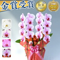 【1000円OFFクーポン】20輪～【さくら姫 ボリュームアップ中】胡蝶蘭 2本立 7,000円(税別)(15～20輪) 写…