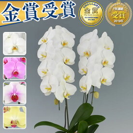 胡蝶蘭 2本立 6,000円(税別)(15〜20輪) あす楽【海老名洋蘭園 お祝い 花 胡蝶蘭 ギフト 開店祝い 還暦 開院 開業 移転 就任 栄転 昇進 退職 お供え 贈り物 フラワーギフト お中元 直木賞 受賞祝い 株主総会】【ko】【ya】