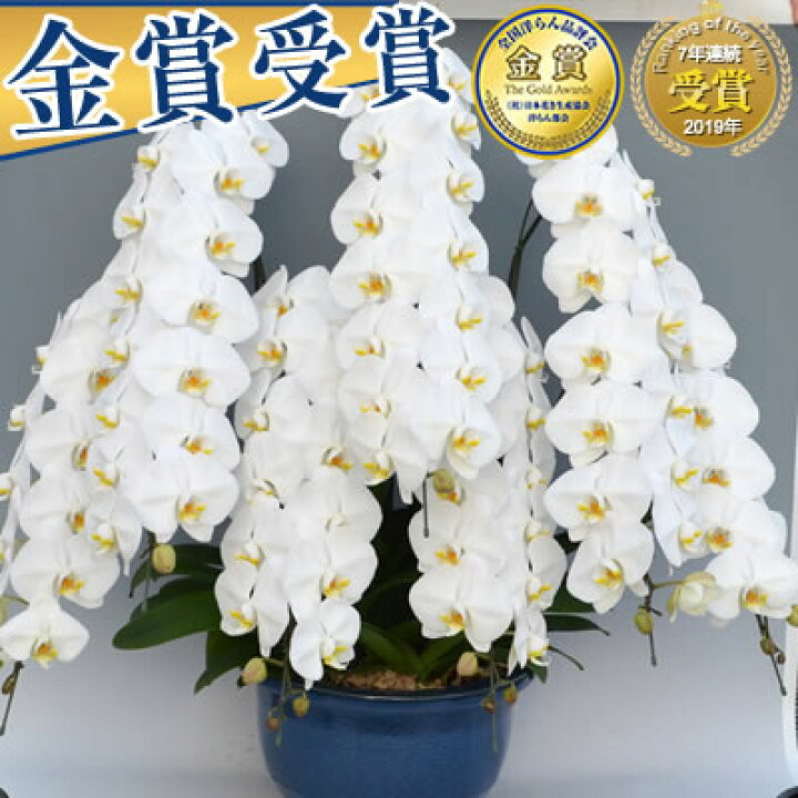 楽天市場 ポイント10倍 2 28まで 胡蝶蘭 5本立 7本立 10本立 大輪 70 000円 税別 80 90輪 海老名洋蘭園 お祝い 花 胡蝶蘭 ギフト 開店祝い 還暦 開院 開業 移転 就任 栄転 昇進 退職 お供え 贈り物 フラワーギフト 受賞祝い お彼岸 退職 卒業 Ko Sa 3up