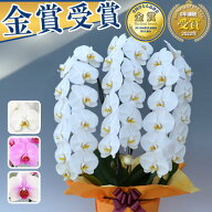 【ポイント10倍】胡蝶蘭 3本立 大輪 20,000円(税別)(33～36輪) 写真送信&立札＆ラッピング無料【胡蝶蘭 …
