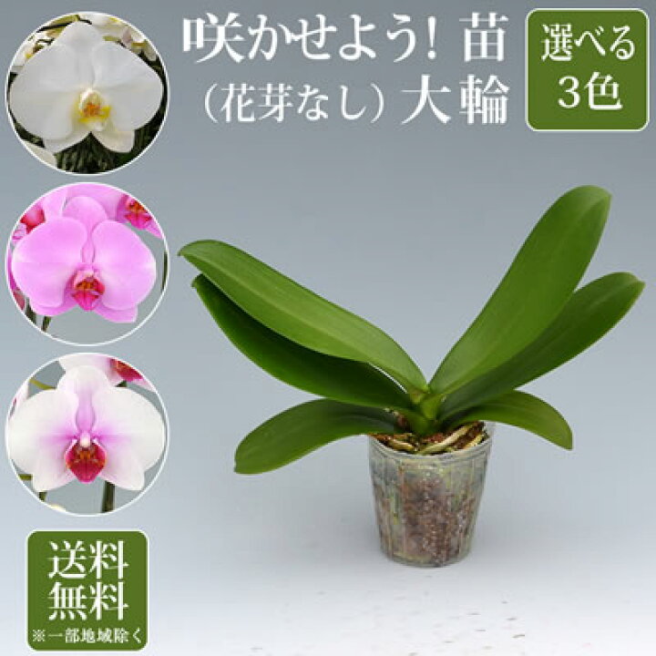楽天市場 胡蝶蘭 苗 花芽無し 2 500円 税別 胡蝶蘭 花苗 開花株 成熟株 洋ランの苗 胡蝶蘭栽培 育て方 上級者向け Ko Ya 胡蝶蘭の生産販売 海老名洋蘭園
