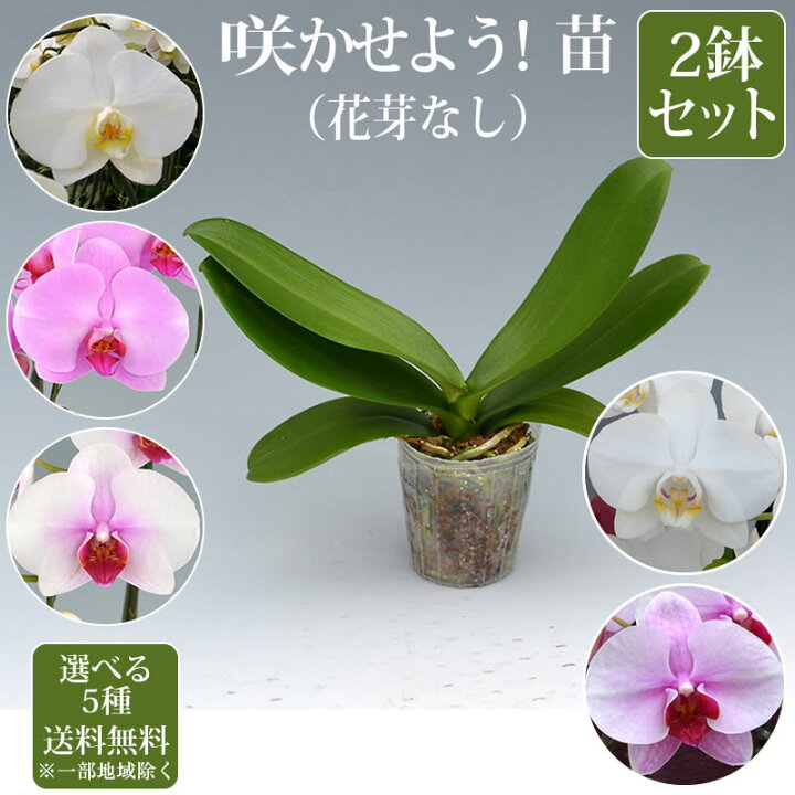 楽天市場】胡蝶蘭 苗(花芽無し)2鉢セット4,500円(税別)【胡蝶蘭 花苗 