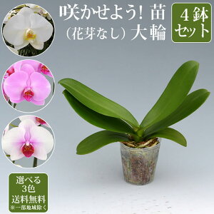 胡蝶蘭 苗の人気商品 通販 価格比較 価格 Com