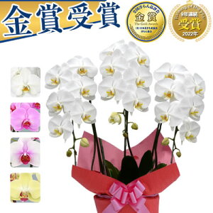  ݌ɗL܂y1000~OFFN[|sz12/25܂ I6F Ӓ 3{ 9,000~(ŕ)(20`24) ʐ^M&DbsOyӒ j   ~fB CVm  M