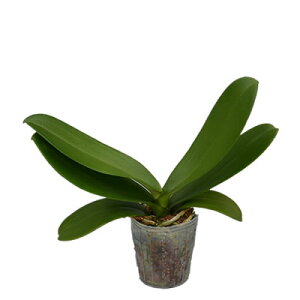 Ӓ c(ԉ薳)3,000~(ŕ)yӒ ԕc JԊ n m̕c Ӓ͔| ĕ ㋉Ҍzykozyyazy2upz